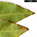 SpeciesSub: var. ciliatum